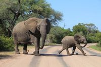 Elefantenmutter und Elefantenbaby