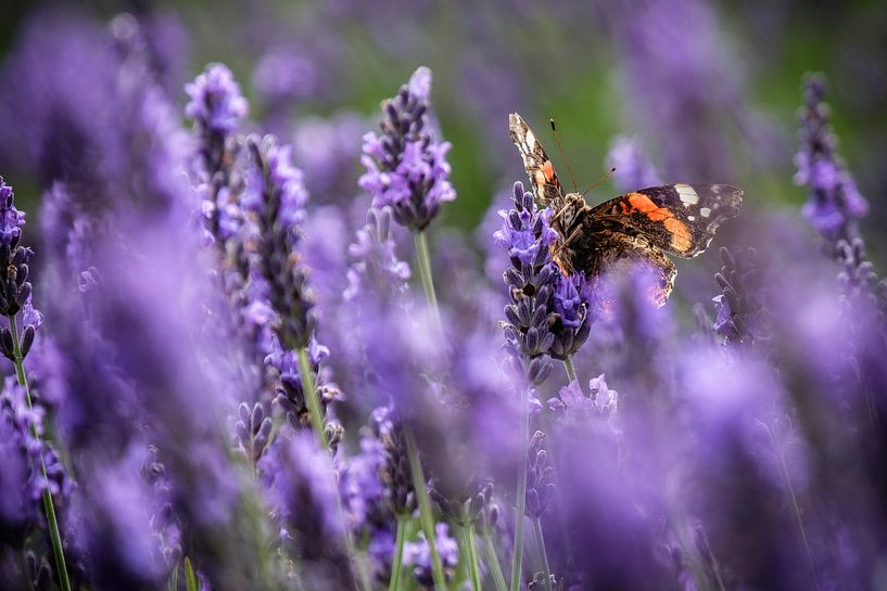 Hide-and-seek I by Emel Malms