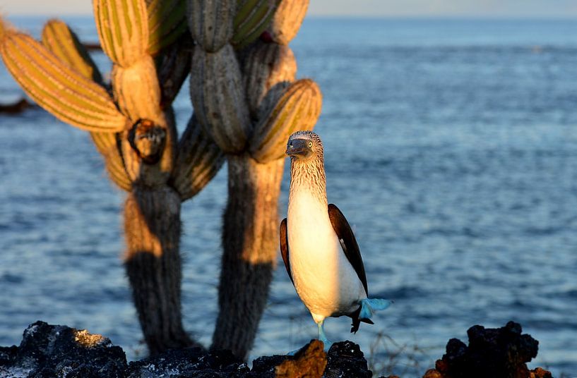 Lever de soleil avec des fous à pieds bleus en danse d'accouplement Parc national des Galápagos, Équ par Catalina Morales Gonzalez