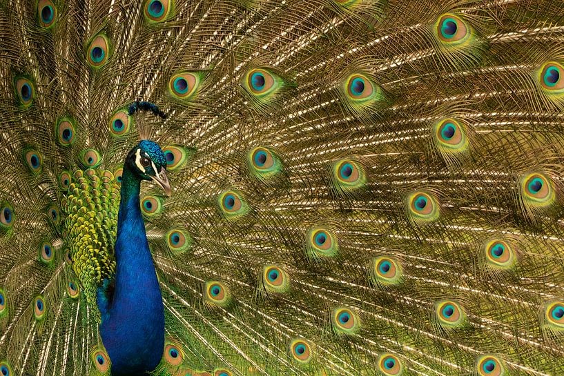 As proud as a peacock by Cocky Anderson