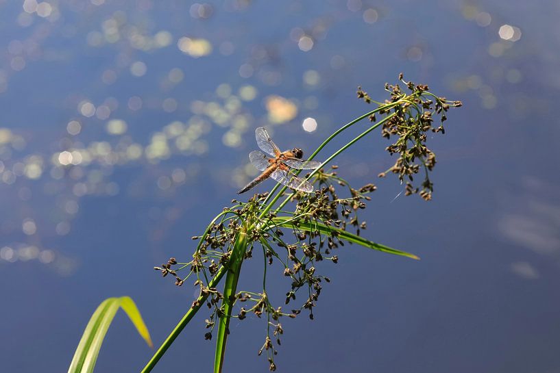 Prächtige Libelle von Thomas Jäger