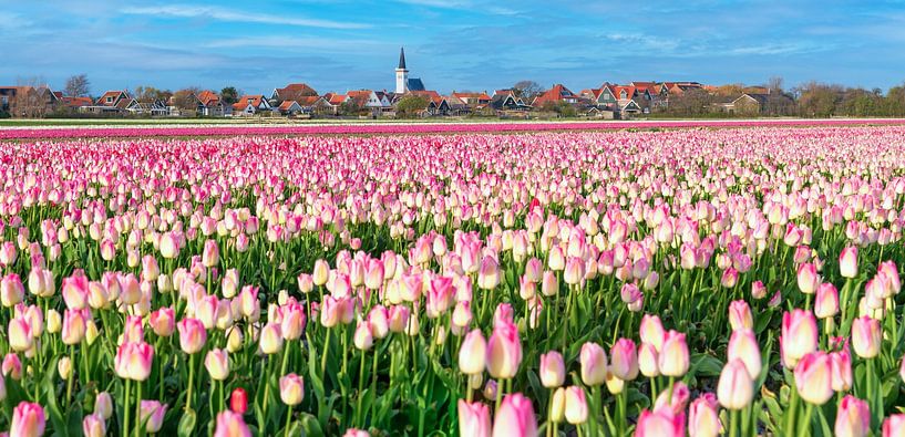 Tulpen auf Texel. von Justin Sinner Photography (Fotograf auf Texel)