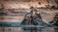 Pygargue à tête blanche se baignant, éclaboussant des gouttes d'eau