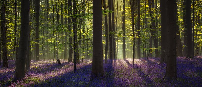 Hallerbos Panorama par Edwin Mooijaart