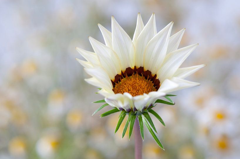 Gazania splendens von Tamara Witjes