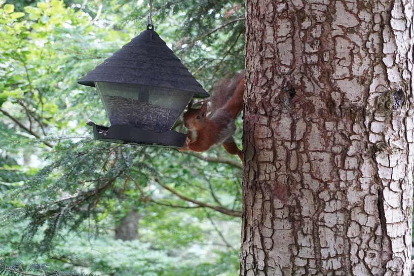 Eichhörnchen genießt einen Snack von foto's van gijs