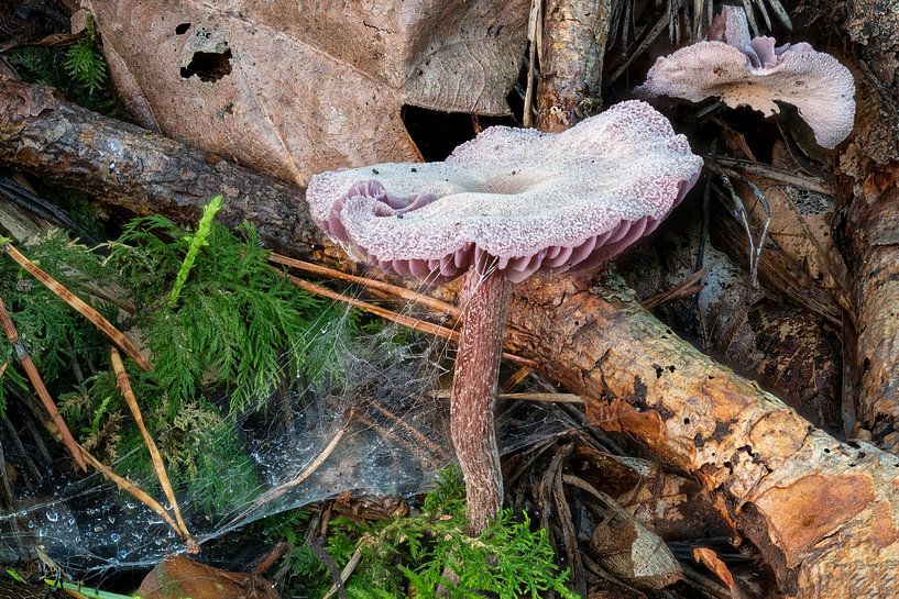 Violetter Lacktrichterling von Hans-Jürgen Janda