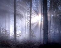 Märchenhafte Sonnenstrahlen mit Nebel im Wald von Frahan