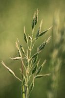 Grass detail photography
