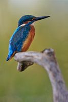 Martin-pêcheur - Dans toute sa beauté