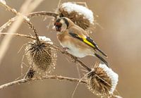 Stieglitz auf Narzisse