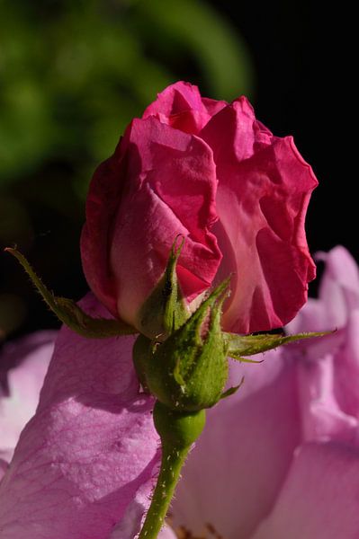 Dunkle rosa Rose von Jeffry Clemens