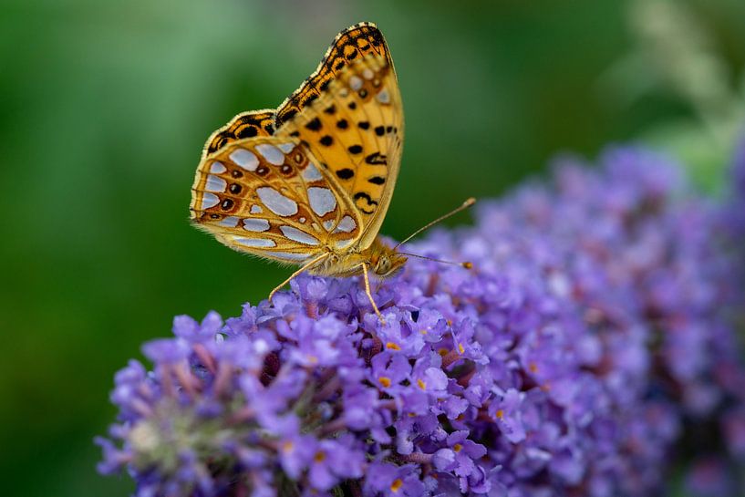 Small pearl butterfly in the garden on a lilac tree by Animaflora PicsStock