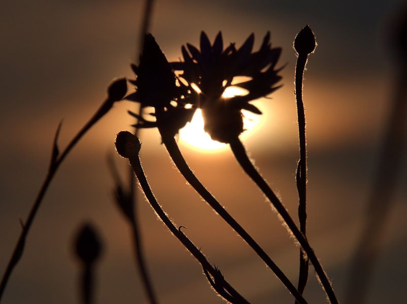 Jeu d'ombres au coucher du soleil par Edgar Schermaul