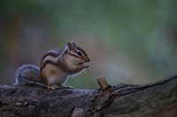 Syberisches Erdhörnchen