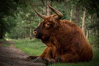 Scottish Highlander