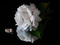 White hydrangea with shell against black background