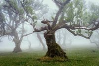 Boomgoochelaar (kleur)