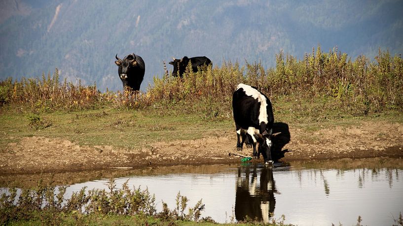 Yak Nepal by Simone Haaring
