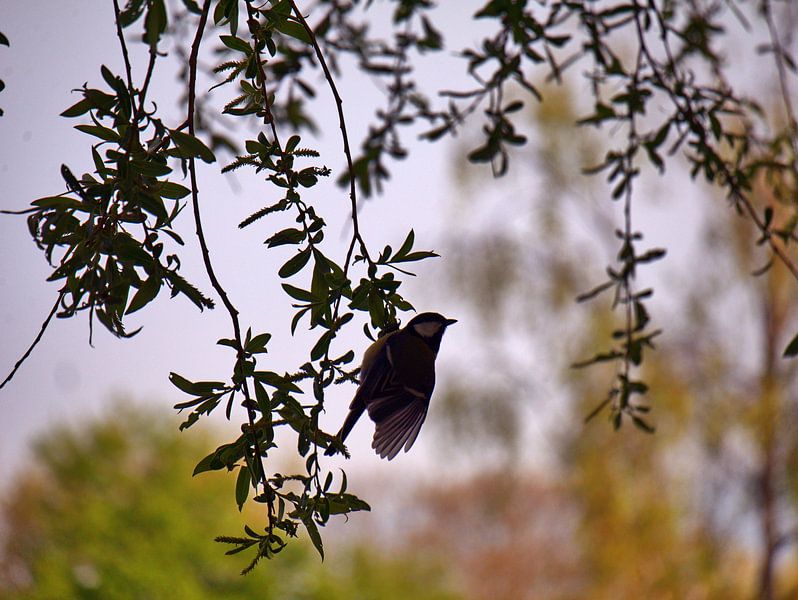 Oiseau dans un arbre par Edgar Schermaul