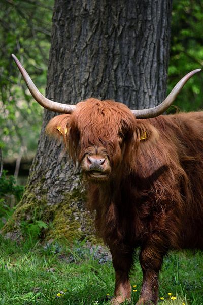 Un Highlander écossais sous le soleil par Gerard de Zwaan