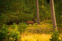 Red deer in the forest