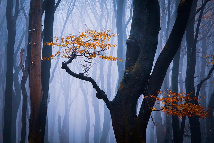 Woodland Bouquet by Tvurk Photography