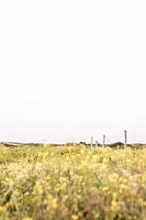 Bright yellow dune vegetation in National Park South Kennemerland