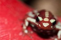 Macro foto van een pijlgifkikker 