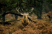 Cerf rouge Veluwe 