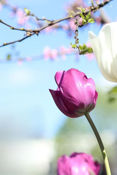 Tulipes avec fleurs par Daniëlle Eibrink Jansen