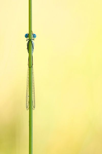 Libelle von Simon Hazenberg