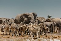 Troupeau d'éléphants et de zèbres à un point d'eau à Etosha