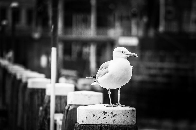 Meeuwen op de steigers Pinhole zwartwit van Zaankanteropavontuur
