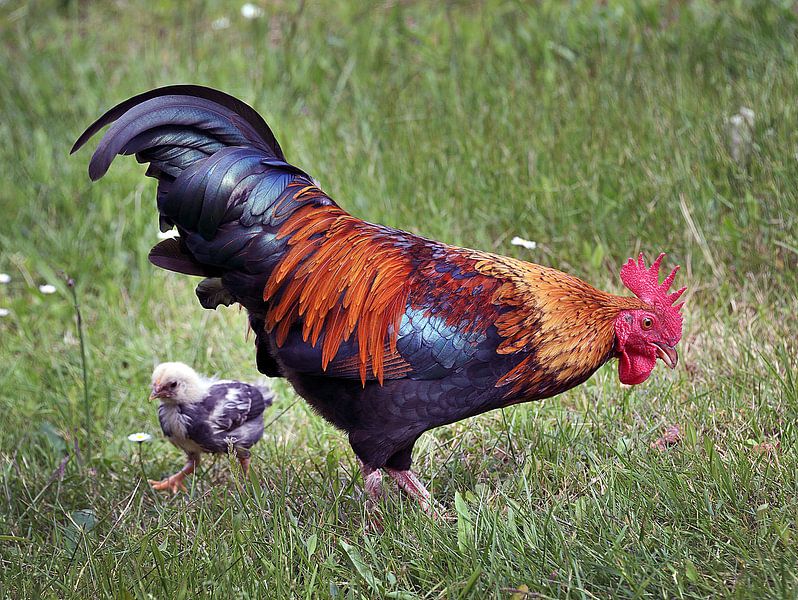 De haan en t kippetje / The Rooster and the chick by Harrie Muis