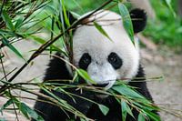 Panda bear eating bamboo
