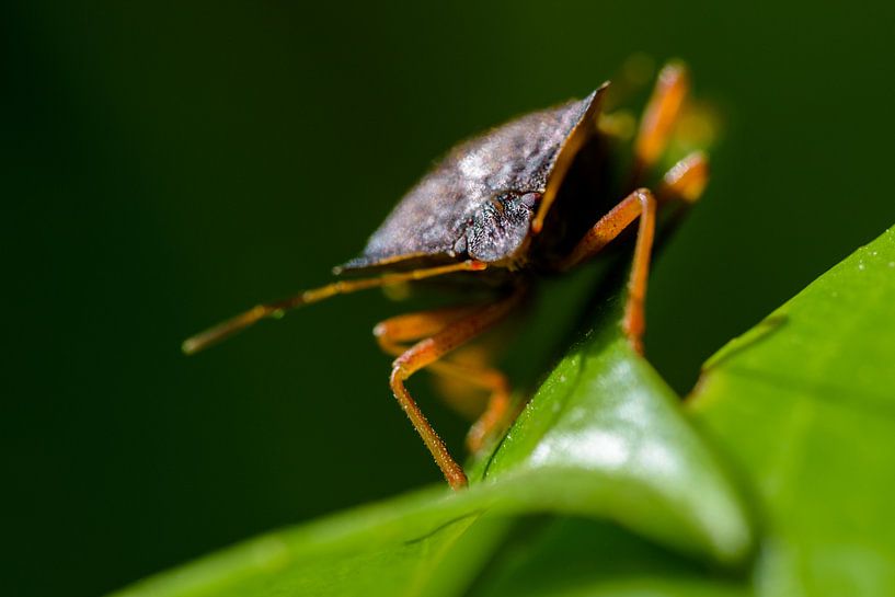 Wants von Ronald van Emmerik