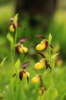 Gelber Frauenschuh - Cypripedium calceolus