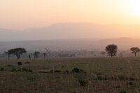 Quand le soleil se couche - Silence sur les plaines de Kidepo