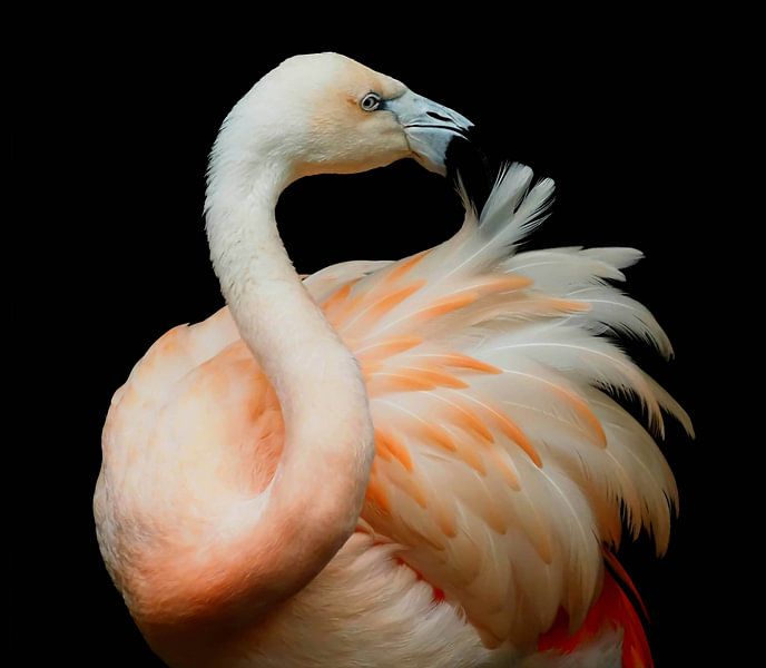 Le flamant rose, une beauté gracieuse ! par Marjon Woudboer