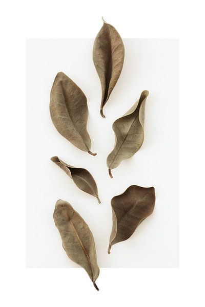 Dried Leaves_1 by Pictufy Studio III