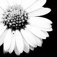 Blume schwarz und weiß links geschnitten