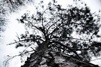 Baum aus Froschperspektive