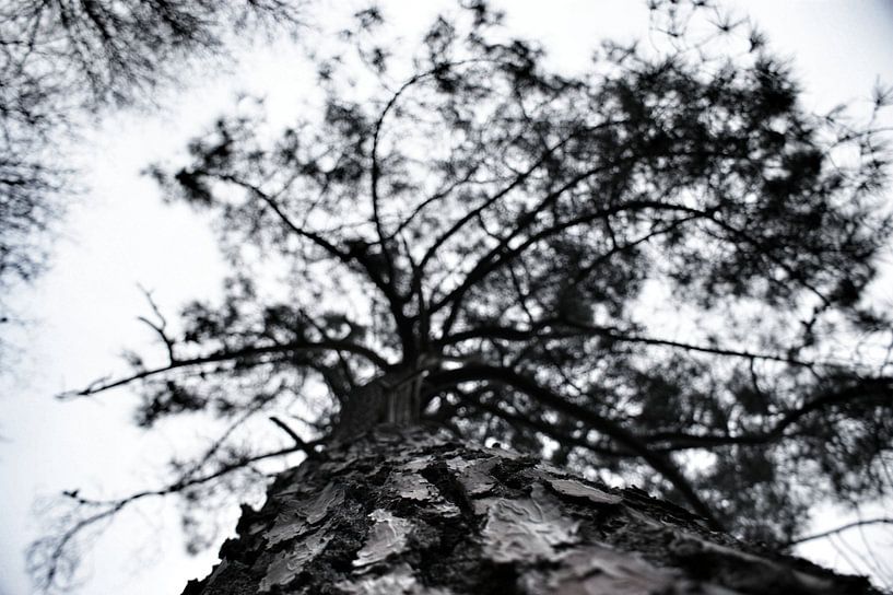 Baum aus Froschperspektive von Teun Gerritsen