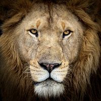 Tête de lion en gros plan