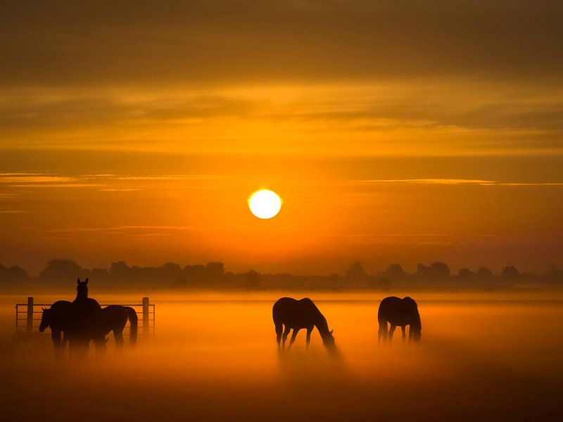 Misty Horses by By Iske