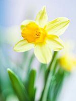 Daffodil