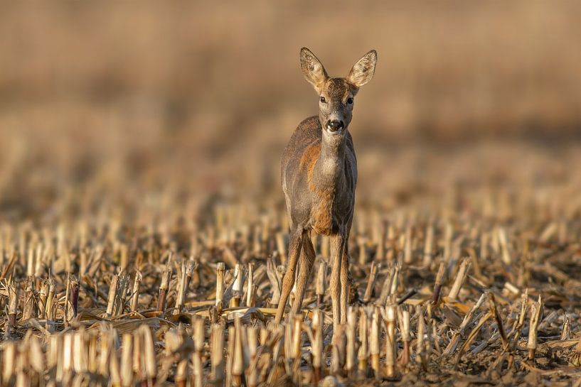 Une femelle chevreuil se tient sur un chaume de maïs récolté par Mario Plechaty Photography
