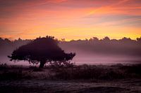 Morgendämmerung in den Mooren
