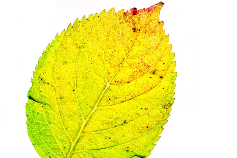 Buntes Herbstlaub auf weißem Hintergrund von Carola Schellekens